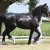 Welsh_Cob_Promotiedag_2012